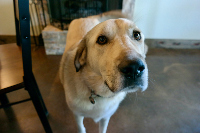 7 Creeks Vineyard winery vineyard dog Blondie in Burnet, TX hill country best winery near Austin