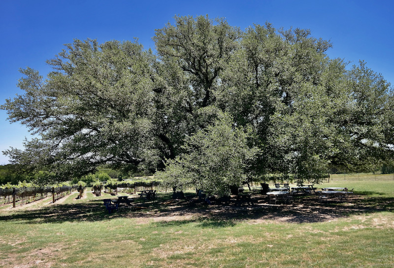 7 Creeks Vineyard winery oak tree grove in Burnet, TX hill country best winery near Austin