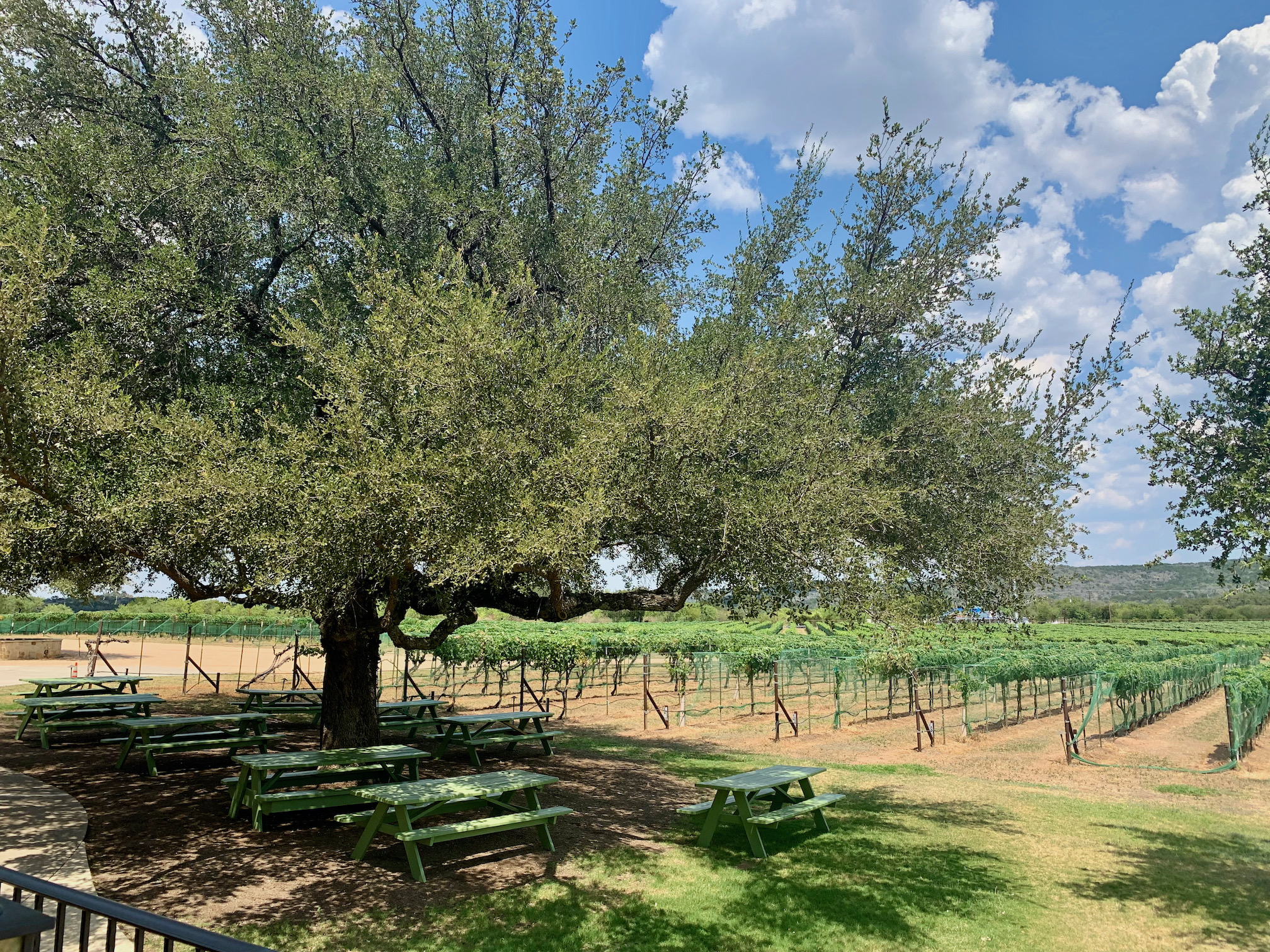 Perissos Vineyard with picnic tables beneath an oak tree